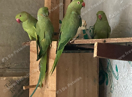 5 male Ringnuck