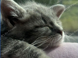 Mainecoon silver /greys