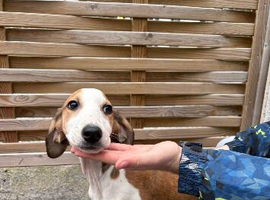 Saluki x greyhound