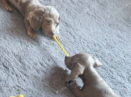 Miniature dachshund
