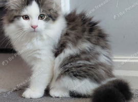 GCCF pedigree Siberian kitten, male brown tabby & white