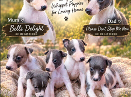 Kc registered whippet pups