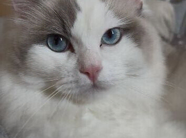 Handsome Ragdoll Boy