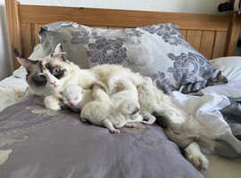 Pure Ragdolls DNA Tested Parents
