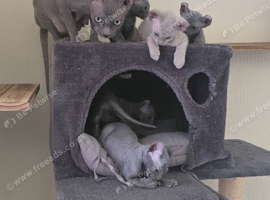 Sphynx Elf Peterbald