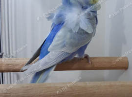 Beautiful Male Rainbow Split Dun Fallow Hagaromo