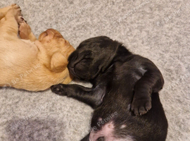 Kc health tested labrador puppies