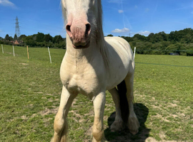 Beautiful natured Cremello colt