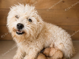 Two Cavachons puppies