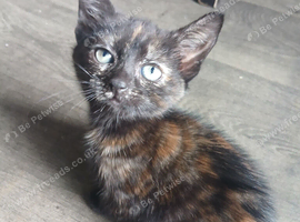 Beautiful kitten for sale