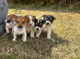 Puppies for sale