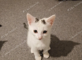 Kittens