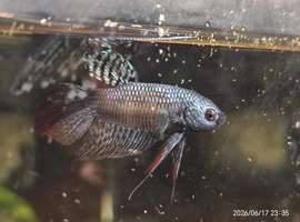 Alien Beta fish male &pound;25