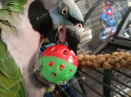 Taken in unwanted birds