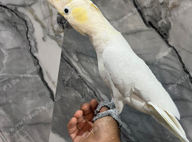 Stunning Super Tame Super Cuddly Lesser Sulphur Crested Cockatoo Parrot,14