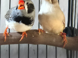 Breeding Paor of Black Cheek Zebra Finches