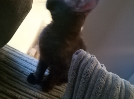 2 male kittens