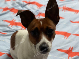 Miniature Jack Russell x chihuahua male pup