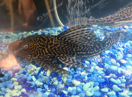 Pleco for sale
