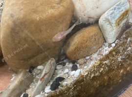 Baby Bristlenose Pleco
