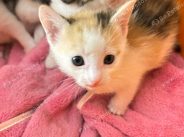 Beautiful kittens ready to go