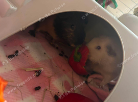 2 female guinea pigs