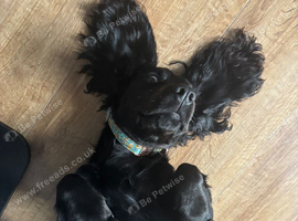 11 month old WORKING cocker spaniel
