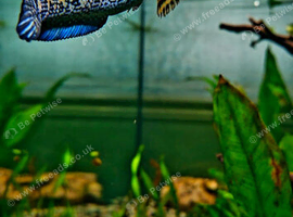 Golden cobra snakehead. Channa Aurantimaculata