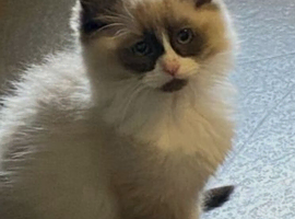 Ragdoll boy