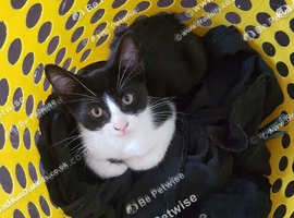 Sweet 3-Month-Old Boy Kitten Looking for a Loving Home.