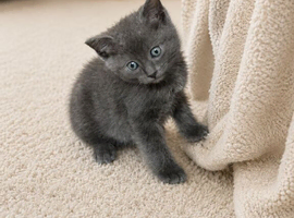 Beautiful Ragdoll X Kittens
