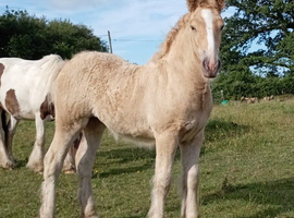 **Double Pearl filly**