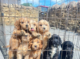 F1 cockapoo puppies available now !