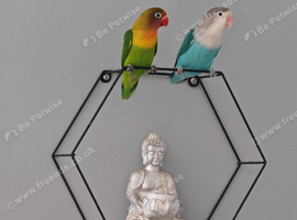 Lovebirds looking for a loving home