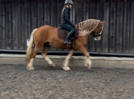 Prince 15hh 7 Y/O