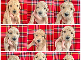 Australian Labradoodle Puppies