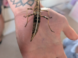 Sunny stick insects