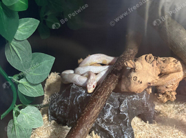 Snow corn snake full setup