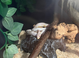 Snow corn snake with full setup