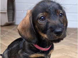 Female wired haired daschund