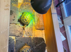 male female and baby plus 2 full enclosures for sale