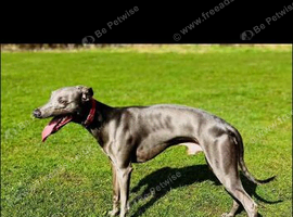 Kc registered whippet stud