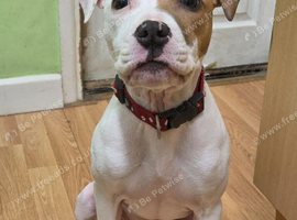 Beautiful American bulldog for rehome