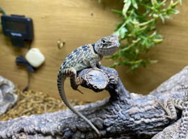 Collared Lizards at Birmingham Reptiles