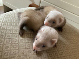 Ferret kits cheshire