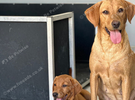Mahogany red Labradors