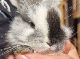 Mini lop babies