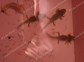 Baby axolotls for sale
