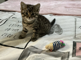 Kittens for sale