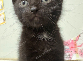 Kittens